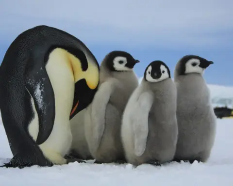 Adult emperor penguin standing beside several fluffy chicks on Antarctic sea ice during the breeding season