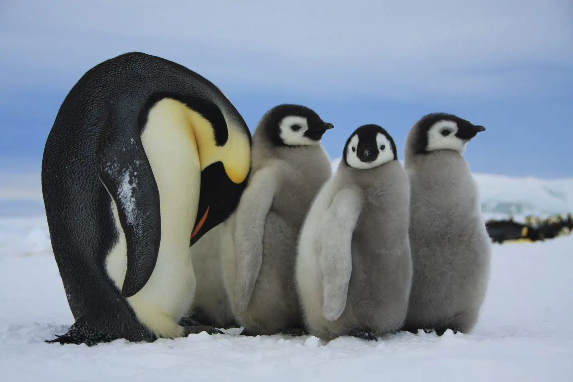 Adult emperor penguin standing beside several fluffy chicks on Antarctic sea ice during the breeding season
