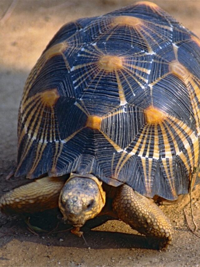 Houston Zoo's 90-year-old tortoise 'Mr. Pickles' is a first-time