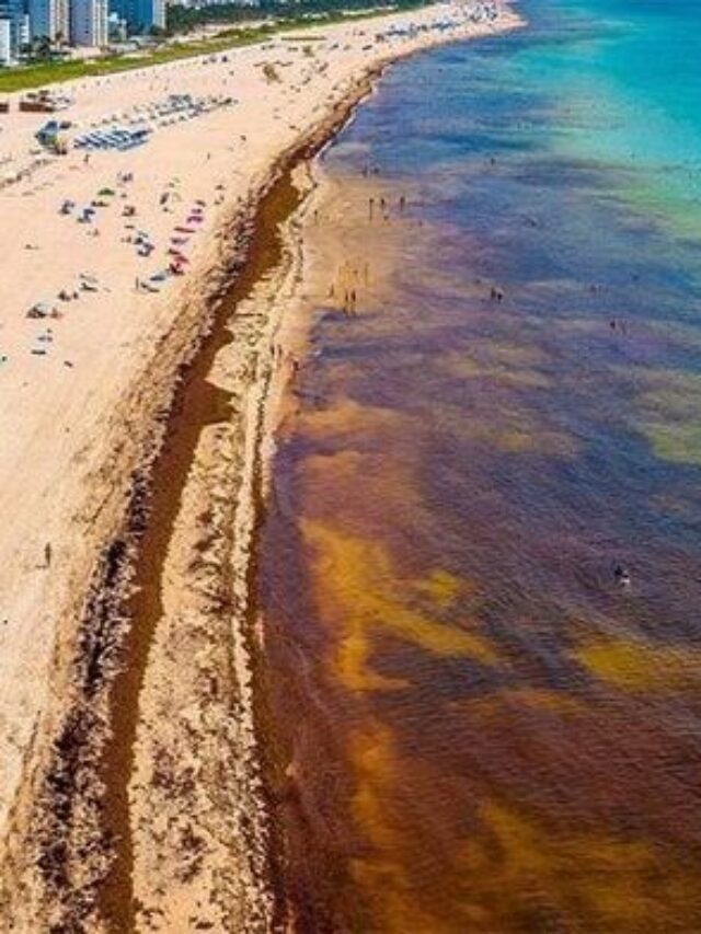 Florida’s Sargassum Apocalypse: A Massive Seaweed Blob Hits the ...