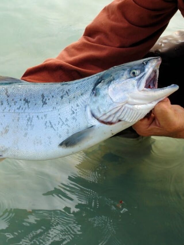 California Implements Statewide Fishing Ban to Protect Threatened Salmon Population Karmactive