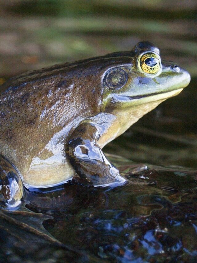 From Pest to Feast Utah's Unconventional Solution to Invasive