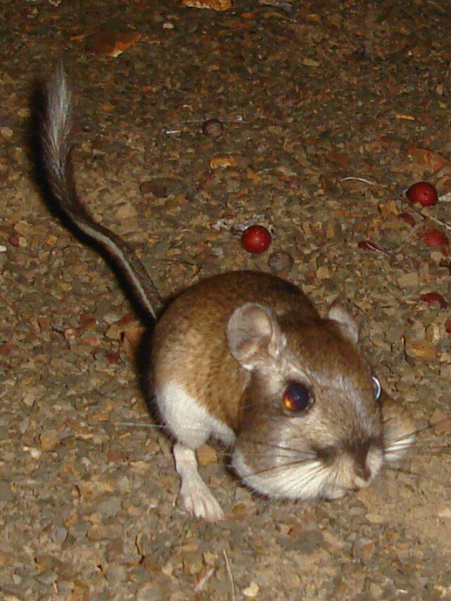 Santa Cruz Kangaroo Rat: A Remarkable Rediscovery in Sierra Azul ...