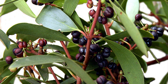 Leaves and berries of the Mountain Pepper Tasmannia lanceolata