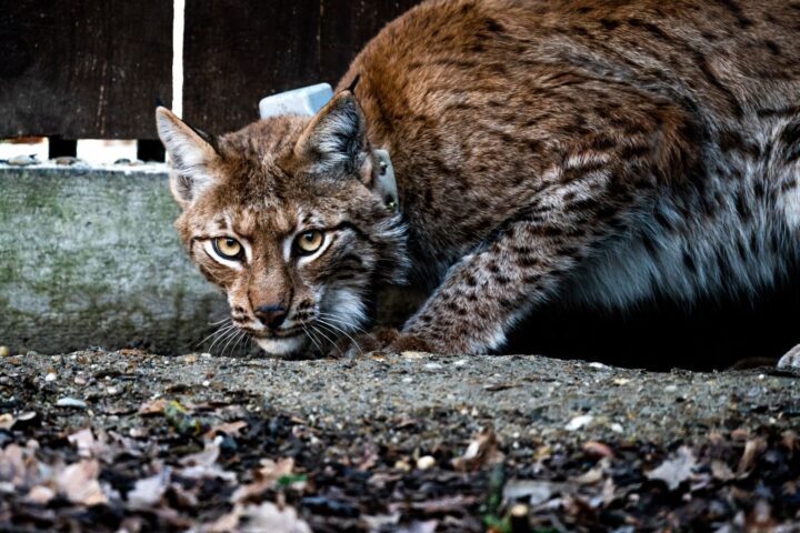 Europe Lynx