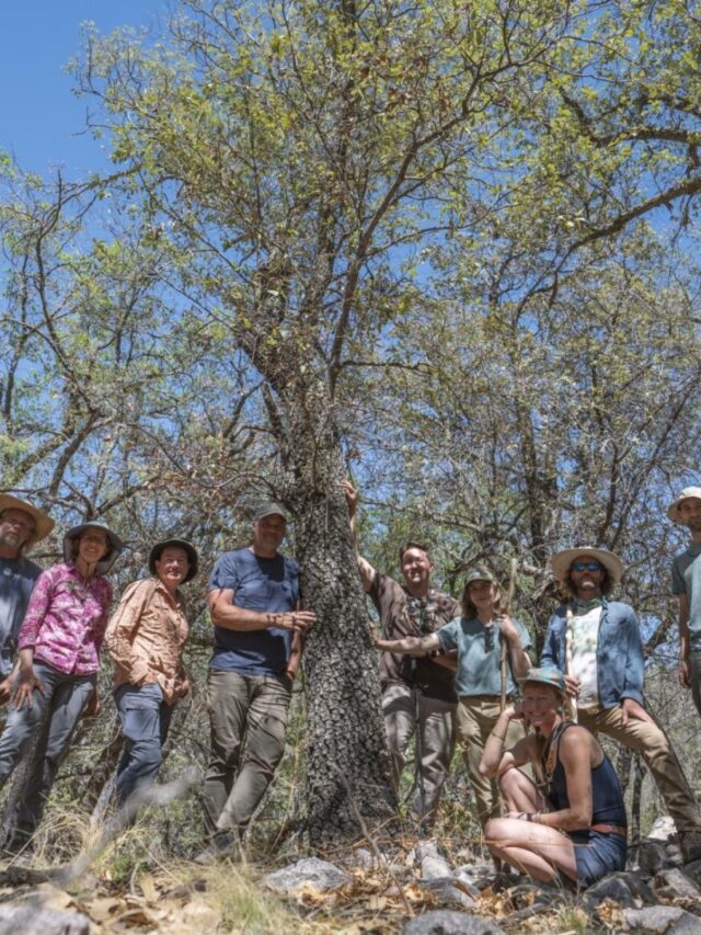 Nature's Big Comeback Extinct Oak Tree Found Alive in Texas! Karmactive
