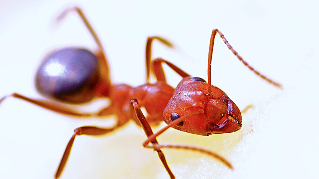 Red Fire Ant