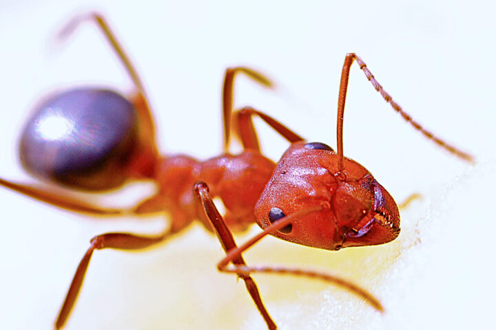 Red Fire Ant