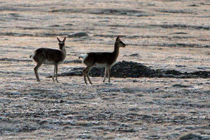 Fines Issued After Unauthorized Antelope Chase on SUV in Tibetan Reserve!