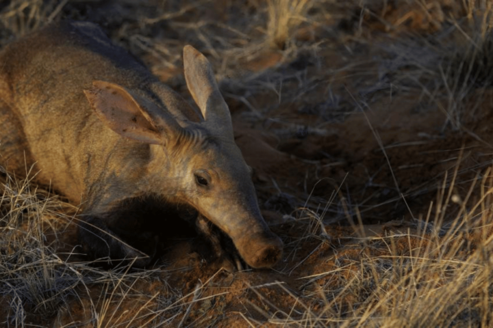 Scientists collect aardvark poop to understand how the species is impacted by climate in Africa
