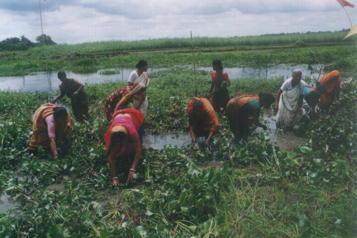 Women maintain fish sanctuary, Bangladesh