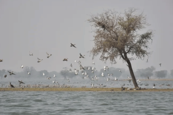 Birds flying over a lake