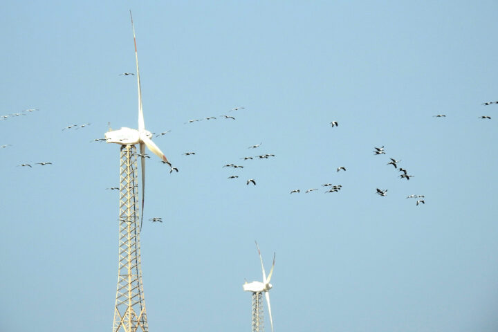 Demoiselle Cranes Grus virgo and Wind Mills. Photo taken by Dr. Raju Kasambe at Porbandar, Gujarat