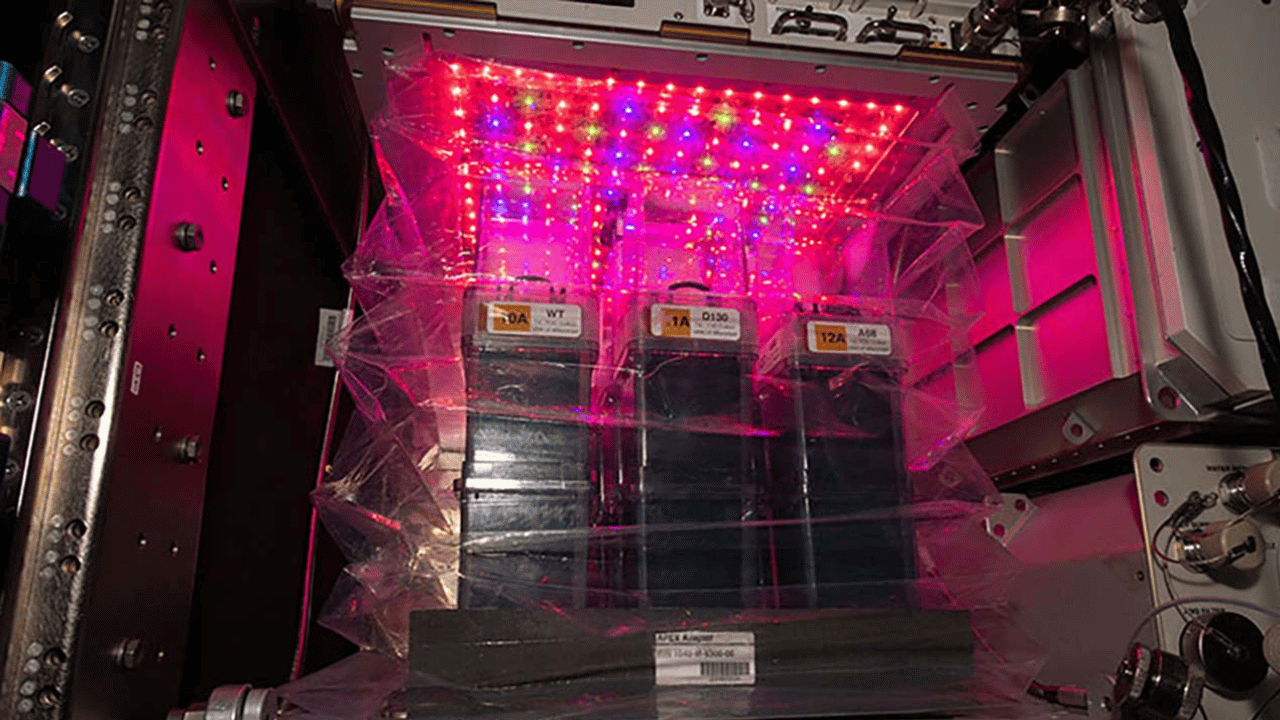 New Clues for Growing Resilient Crops Found in Space-Grown Cotton