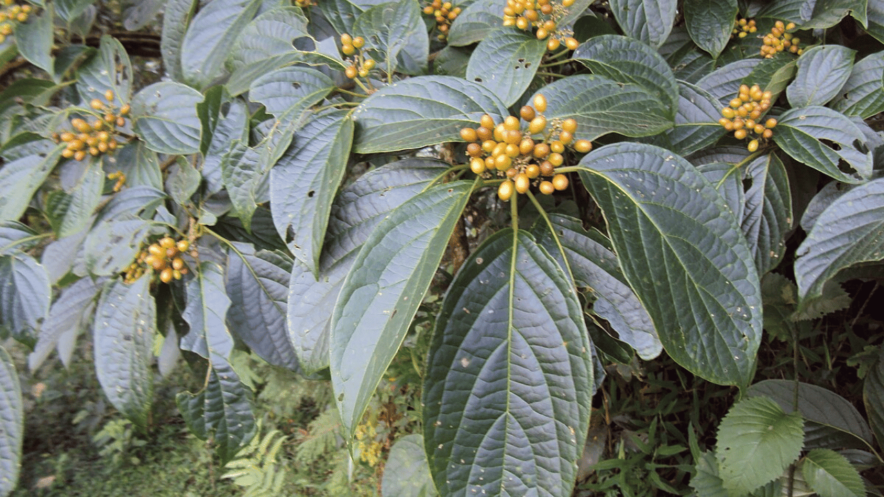 Nothapodytes nimmoniana