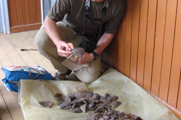 Thomas Smith, founding director of the UCLA Center for Tropical Research, with a pile of pangolin scales.