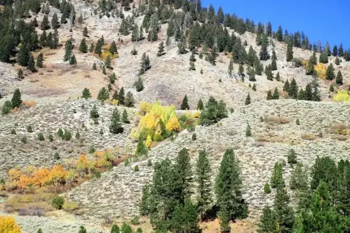 Boise National Forest