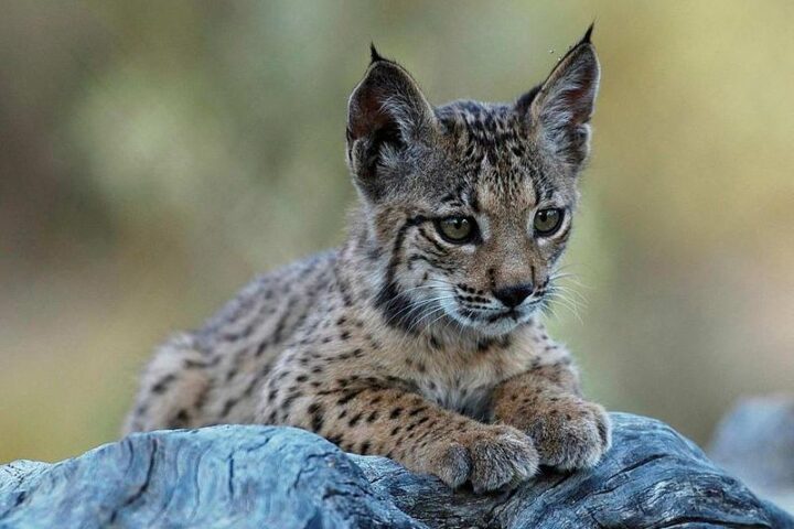 Iberian Lynx ( Source: lynxexsitu, CC BY 3.0 ES DEED )