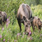Alaska Yukon Moose.