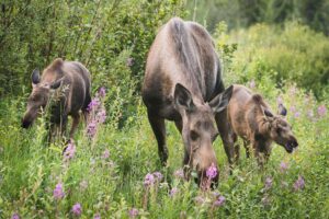 Alaska Yukon Moose.