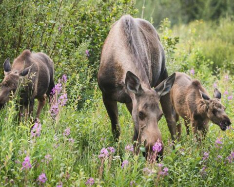Alaska Yukon Moose.