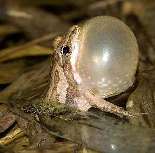 Western Chorus Frog, Photo by Flickr