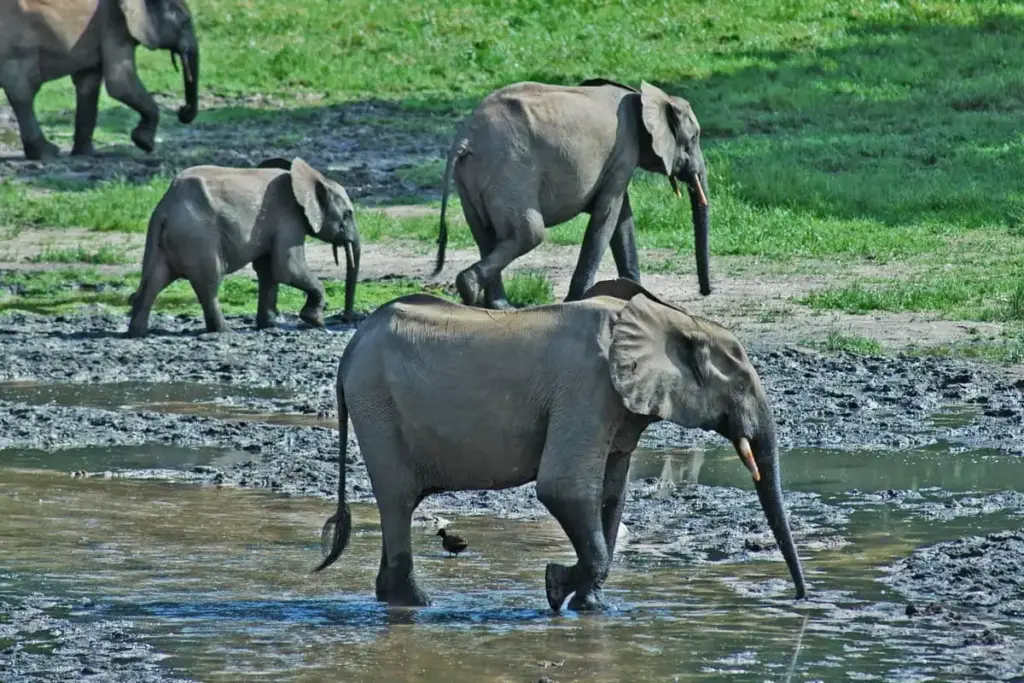 African forest elephants including calves crossing shallow water in Dzanga-Sangha Reserve, Central African Republic