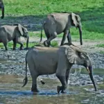 African forest elephants including calves crossing shallow water in Dzanga-Sangha Reserve, Central African Republic