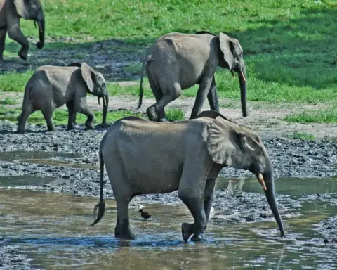 African forest elephants including calves crossing shallow water in Dzanga-Sangha Reserve, Central African Republic