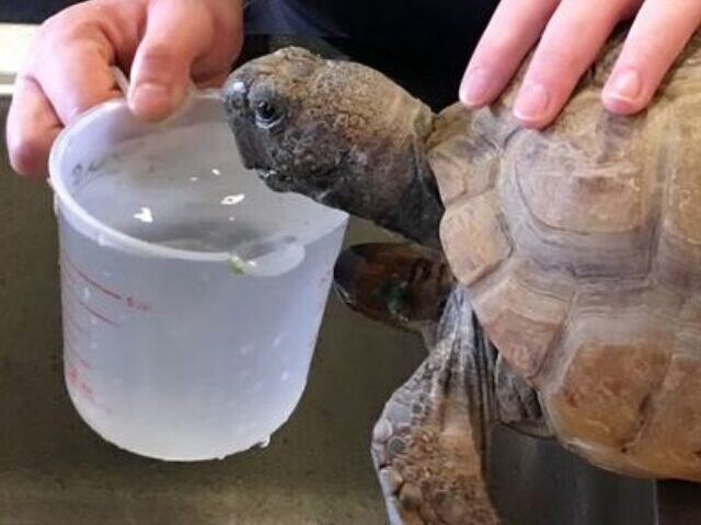 © Wikimedia/Marty Aligata | Gus, the oldest known gopher tortoise, lives at the Nova Scotia Museum of Natural History in Canada.