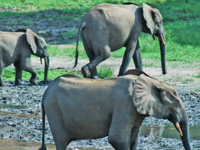 Forest elephants in the Dzanga-Ndoki National Park and Dzanga-Sangha dense special forest reserve in the Central African Republic, Congo Basin. Photo Credit: Peter Prokosch {CC BY-NC 2.0}