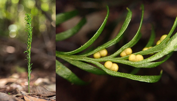 Uncovered a fern with DNA 50 times that of humans.( Source: kew )