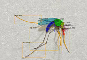 AI Targets Malaria in Africa: Will Smart Traps Curb Africa’s Rising Mosquito Threat? Photo Credits: USF