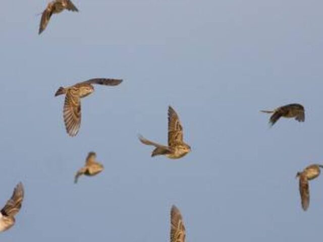 La-crisis-climatica-corta-las-alas-a-las-aves-migratorias