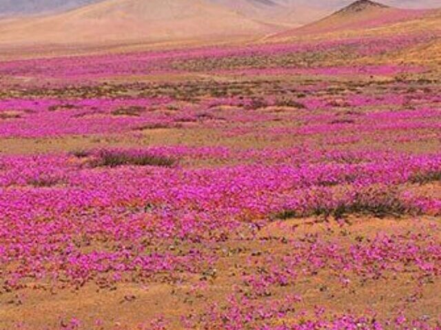 The desert bloom is a phenomenon associated with rainfall events, especially in "El Niño" years, when temperatures are warmer. Although it occurs more frequently in the area of Copiapó, Huasco and Caldera, in the Atacama region, it can also be seen in certain locations in the Antofagasta region, with less frequency but greater diversity and endemic species.