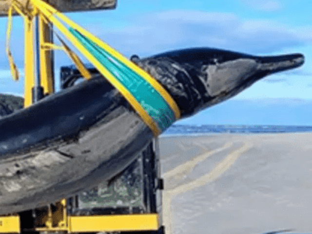 Spade-Toothed Whale Study
