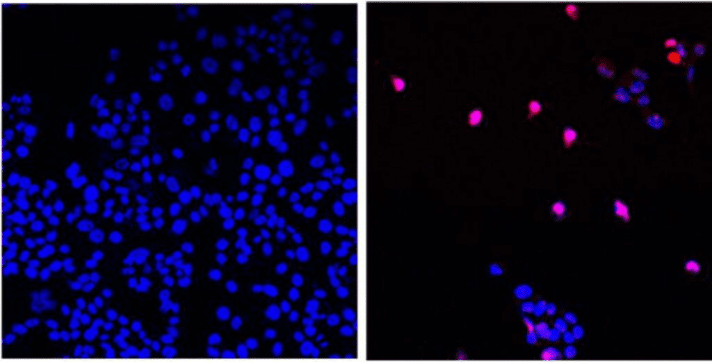 AOH1996 Molecule on Cancer Cells