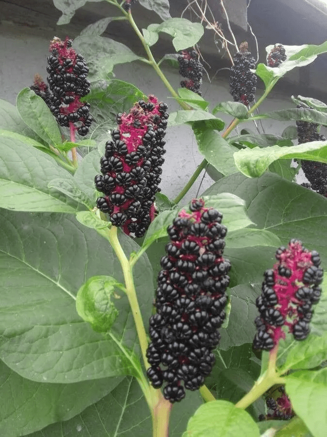 Pokeweed Fruit