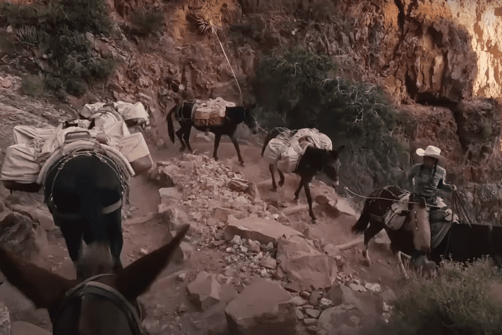 Amazon delivers packages to Phantom Ranch, located at the bottom of the Grand Canyon using mules. Photo Source- Amazon.com
