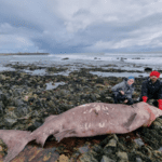 Rare Smalltooth Tiger Shark Found Washed Up on Beach Baffles Experts in Irish Village of Kilmore Quay in Wexford