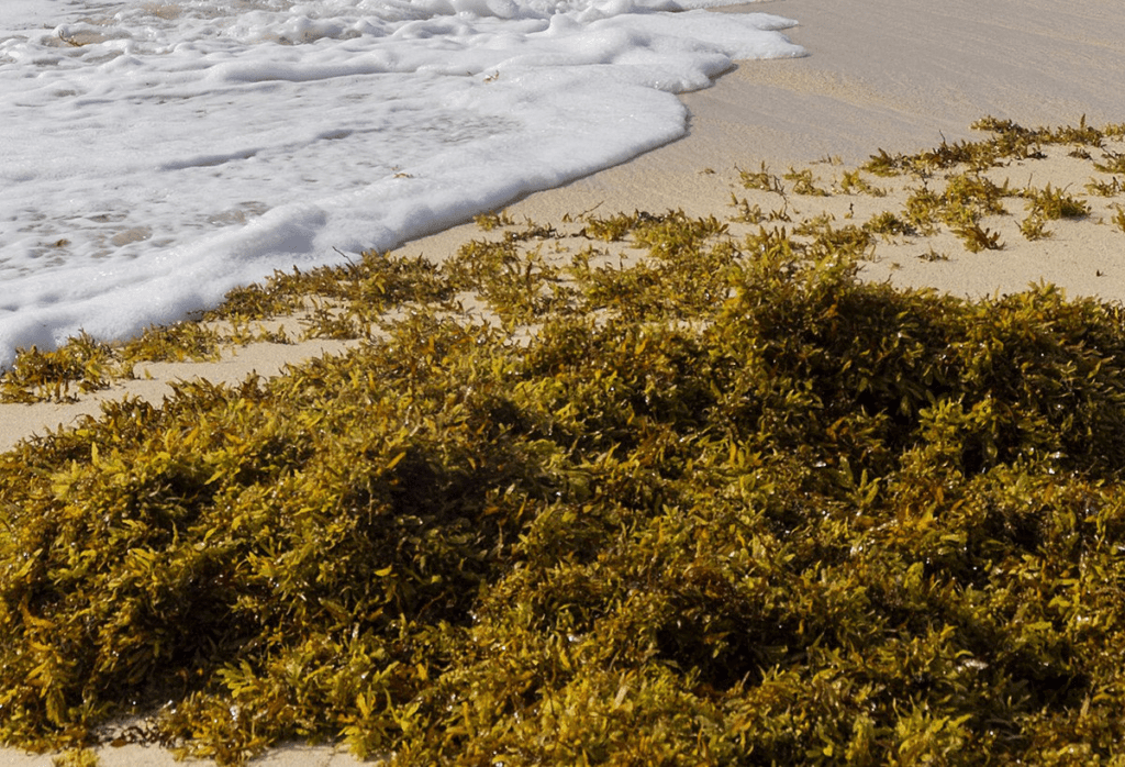 sargassum atlantic