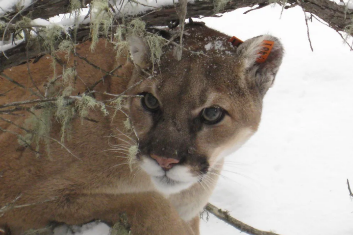 USFWS