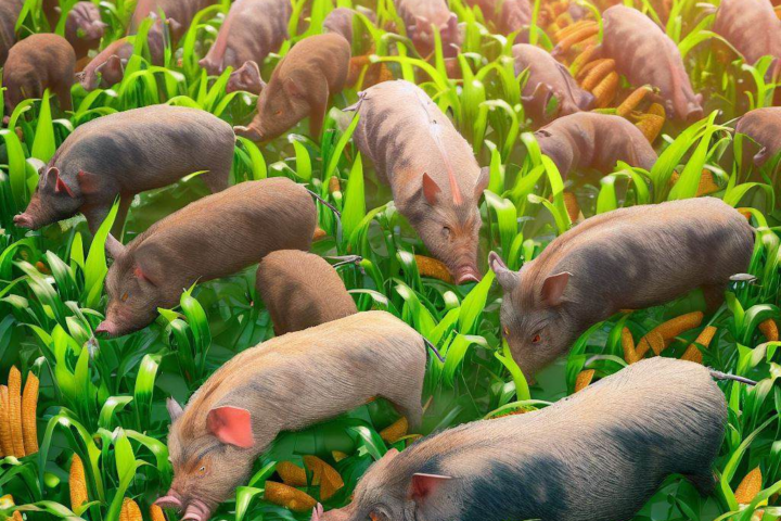 feral Hog bait