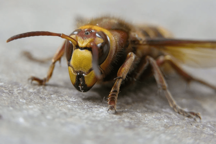 Asian Hornet