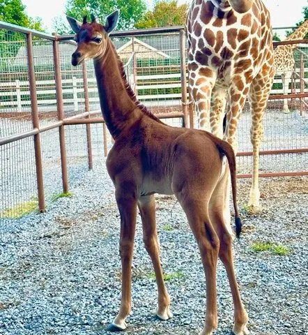 Spotless Giraffe