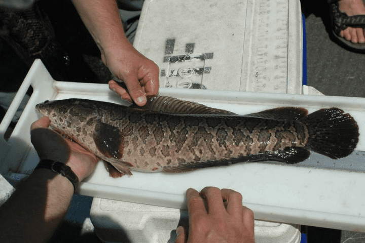 Snakehead