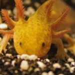 Mexican Axolotl