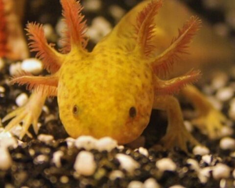 Mexican Axolotl