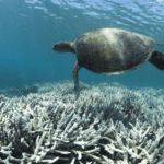 Turtle over coral reef in Warm-waters, a scene illustrating bleaching-risk conditions linked to prolonged ocean heat.