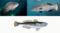 Rockfishes (Sebastidae), sea basses and groupers (Serranidae) and gobies (Gobiidae) had an “important proportion” of species predicted as Threatened.